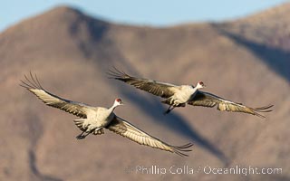 Sandhill cranes in synchronous flight side by side, matching their wingbeats perfect as they fly over Bosque del Apache NWR, Grus canadensis, Bosque del Apache National Wildlife Refuge, Socorro, New Mexico