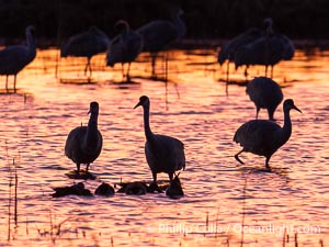 Sandhilll cranes in golden sunset light, silhouette, standing in pond, Grus canadensis, Bosque del Apache National Wildlife Refuge, Socorro, New Mexico