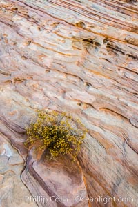 Sandstone details, red rocks, Valley of Fire, Valley of Fire State Park