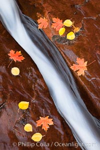 Water rushes through a narrow crack, in the red sandstone of Zion National Park, with fallen autumn leaves. Utah, USA, natural history stock photograph, photo id 26100