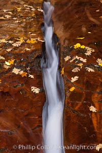 Water rushes through a narrow crack, in the red sandstone of Zion National Park, with fallen autumn leaves