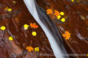 Water rushes through a narrow crack, in the red sandstone of Zion National Park, with fallen autumn leaves