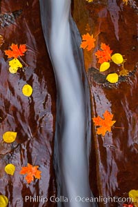 Water rushes through a narrow crack, in the red sandstone of Zion National Park, with fallen autumn leaves