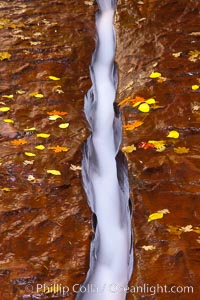 Water rushes through a narrow crack, in the red sandstone of Zion National Park, with fallen autumn leaves