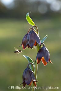 Chocolate lily growing among grasses on oak-covered hillsides.  The chocolate lily is a herbaceous perennial monocot that is increasingly difficult to find in the wild due to habitat loss.  The flower is a striking brown color akin to the color of chocolate, Fritillaria biflora, Santa Rosa Plateau Ecological Reserve, Murrieta, California