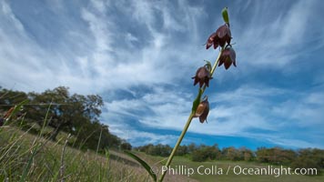 Chocolate lily growing among grasses on oak-covered hillsides.  The chocolate lily is a herbaceous perennial monocot that is increasingly difficult to find in the wild due to habitat loss.  The flower is a striking brown color akin to the color of chocolate, Fritillaria biflora, Santa Rosa Plateau Ecological Reserve, Murrieta, California