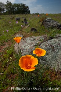 California poppies grow on Santa Rosa Plateau in spring, Eschscholtzia californica, Eschscholzia californica, Santa Rosa Plateau Ecological Reserve, Murrieta