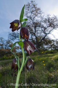 Chocolate lily growing among grasses on oak-covered hillsides.  The chocolate lily is a herbaceous perennial monocot that is increasingly difficult to find in the wild due to habitat loss.  The flower is a striking brown color akin to the color of chocolate, Fritillaria biflora, Santa Rosa Plateau Ecological Reserve, Murrieta, California