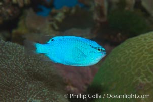 Sapphire devil (blue damselfish), female/juvenile coloration, Chrysiptera cyanea