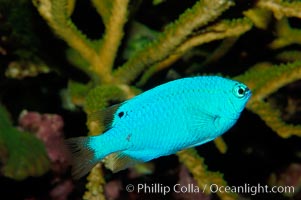 Sapphire devil (blue damselfish), female/juvenile coloration, Chrysiptera cyanea