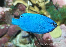 Sapphire devil (blue damselfish), female/juvenile coloration, Chrysiptera cyanea