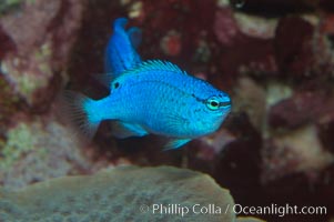 Sapphire devil (blue damselfish), female/juvenile coloration, Chrysiptera cyanea