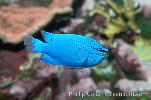 Sapphire devil (blue damselfish), female/juvenile coloration, Chrysiptera cyanea