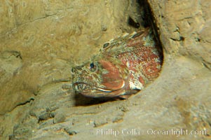 Sarcastic fringehead, Neoclinus blanchardi