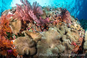 Sarcophyton leather coral and sea fan gorgonian on pristine coral reef, Fiji, Gorgonacea, Sarcophyton, Vatu I Ra Passage, Bligh Waters, Viti Levu  Island