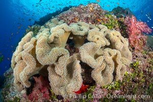 Sarcophyton leather coral on coral reef, Fiji