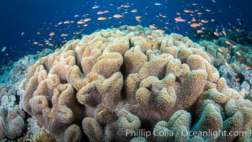 Sarcophyton leather coral on coral reef, Fiji. Vatu I Ra Passage, Bligh Waters, Viti Levu Island, Sarcophyton, natural history stock photograph, photo id 34813