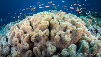 Sarcophyton leather coral on coral reef, Fiji, Sarcophyton, Vatu I Ra Passage, Bligh Waters, Viti Levu Island