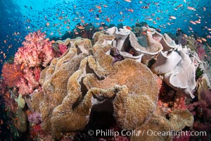 Sarcophyton leather coral on coral reef, Fiji, Sarcophyton, Vatu I Ra Passage, Bligh Waters, Viti Levu Island