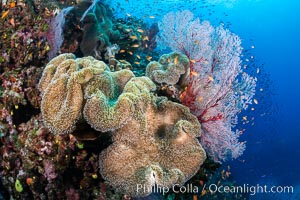 Sarcophyton leather coral on coral reef, Fiji, Gorgonacea, Sarcophyton, Bligh Waters