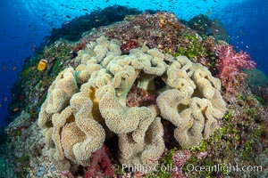 Sarcophyton leather coral on coral reef, Fiji, Sarcophyton, Gau Island, Lomaiviti Archipelago