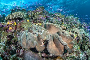 Sarcophyton leather coral on coral reef, Fiji, Sarcophyton, Namena Marine Reserve
