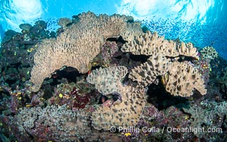 Sarcophyton leather coral on coral reef, Fiji, Sarcophyton, Namena Marine Reserve