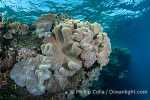 Sarcophyton leather coral on coral reef, Fiji, Sarcophyton