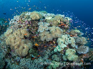 Sarcophyton leather coral on coral reef, Fiji, Sarcophyton