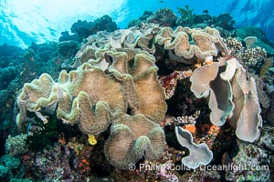 Sarcophyton leather coral on coral reef, Fiji, Sarcophyton