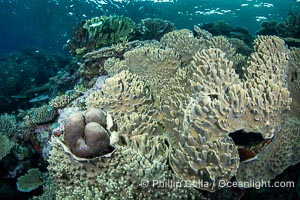 Sarcophyton leather coral on coral reef, Fiji, Sarcophyton