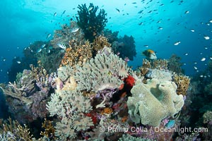 Sarcophyton leather coral on coral reef, Fiji, Sarcophyton, Vatu I Ra Passage, Bligh Waters, Viti Levu Island