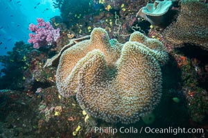 Sarcophyton leather coral on diverse coral reef, Fiji