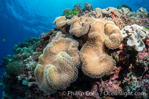 Sarcophyton leather coral on diverse coral reef, Fiji, Sarcophyton, Vatu I Ra Passage, Bligh Waters, Viti Levu  Island