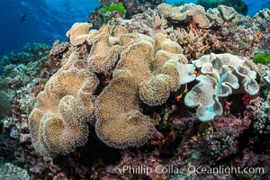 Sarcophyton leather coral on diverse coral reef, Fiji, Sarcophyton, Vatu I Ra Passage, Bligh Waters, Viti Levu  Island