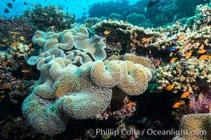 Sarcophyton leather coral on diverse coral reef, Fiji, Sarcophyton, Wakaya Island, Lomaiviti Archipelago