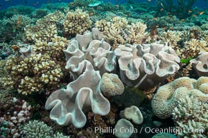 Sarcophyton leather coral on diverse coral reef, Fiji. Wakaya Island, Lomaiviti Archipelago, Sarcophyton, natural history stock photograph, photo id 31750