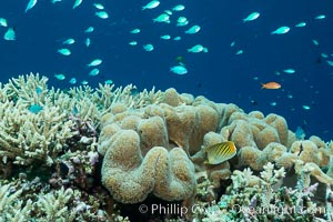 Sarcophyton leather coral on diverse coral reef, Fiji, Sarcophyton, Wakaya Island, Lomaiviti Archipelago