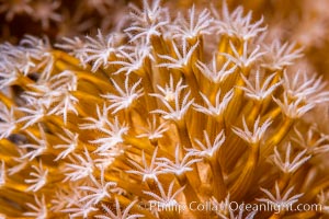 Sarcophyton leather coral polyp detail, close up view, Fiji. Namena Marine Reserve, Namena Island, Sarcophyton, natural history stock photograph, photo id 34730