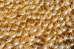 Sarcophyton leather coral polyp detail, close up view, Fiji. Namena Marine Reserve, Namena Island, Sarcophyton, natural history stock photograph, photo id 34818