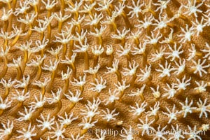 Sarcophyton leather coral polyp detail, close up view, Fiji, Sarcophyton, Namena Marine Reserve, Namena Island