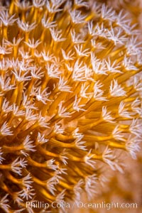 Sarcophyton leather coral polyp detail, close up view, Fiji. Namena Marine Reserve, Namena Island, Sarcophyton, natural history stock photograph, photo id 34946