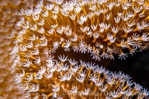 Sarcophyton leather coral polyp detail, close up view, Fiji, Sarcophyton, Namena Marine Reserve, Namena Island