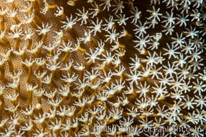 Sarcophyton leather coral polyp detail, close up view, Fiji. Namena Marine Reserve, Namena Island, Sarcophyton, natural history stock photograph, photo id 35007