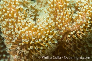 Sarcophyton leather coral showing polyp detail, close up image, Fiji, Sarcophyton, Makogai Island, Lomaiviti Archipelago