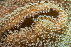 Sarcophyton leather coral showing polyp detail, close up image, Fiji, Sarcophyton, Makogai Island, Lomaiviti Archipelago