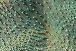 Sarcophyton leather coral showing polyp detail, close up image, Fiji, Sarcophyton, Makogai Island, Lomaiviti Archipelago