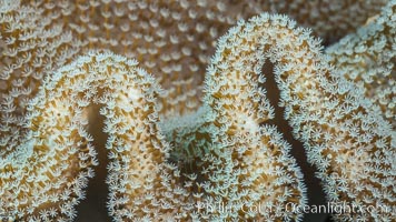 Sarcophyton leather coral showing polyp detail, close up image, Fiji, Sarcophyton, Makogai Island, Lomaiviti Archipelago