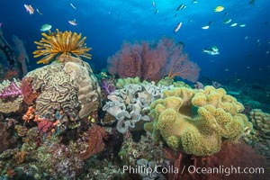 Sarcophyton leather coral, sea fan and crinoid on coral reef, Fiji, Crinoidea, Sarcophyton, Vatu I Ra Passage, Bligh Waters, Viti Levu  Island