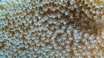 Sarcophyton leather coral showing polyp detail, close up image, Fiji, Sarcophyton, Makogai Island, Lomaiviti Archipelago